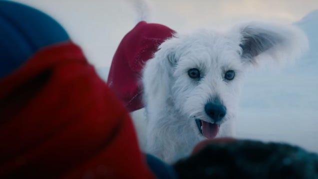 Look-Alike Contests Have Peaked As Dozens Of Superman Fans Enter Their Pups In A Krypto Competition