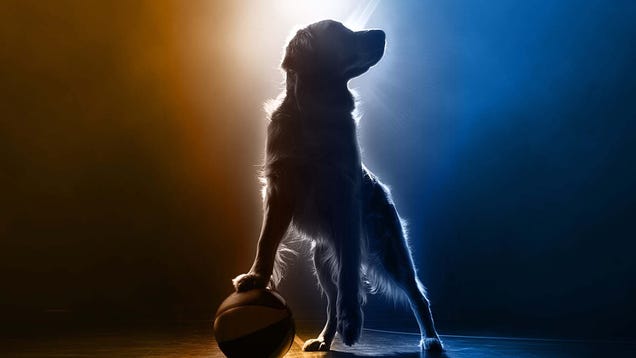 The 15th Air Bud Film Is Coming, And There’s Nothing You Can Do To Stop It